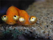 nemo