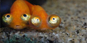 nemo