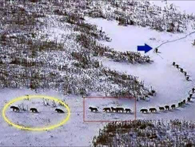 Loup Neige