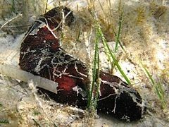Sauver les concombres de mer